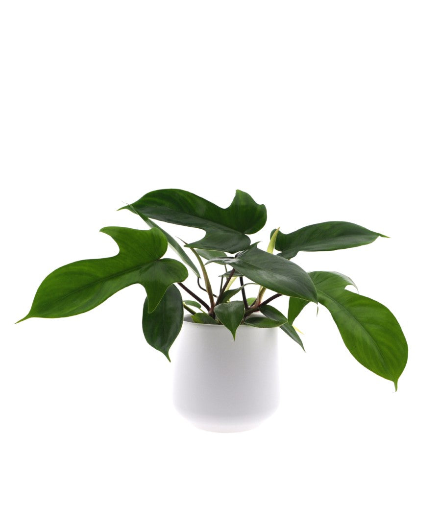 Philodendron Florida Green | 30cm | met pot naar keuze