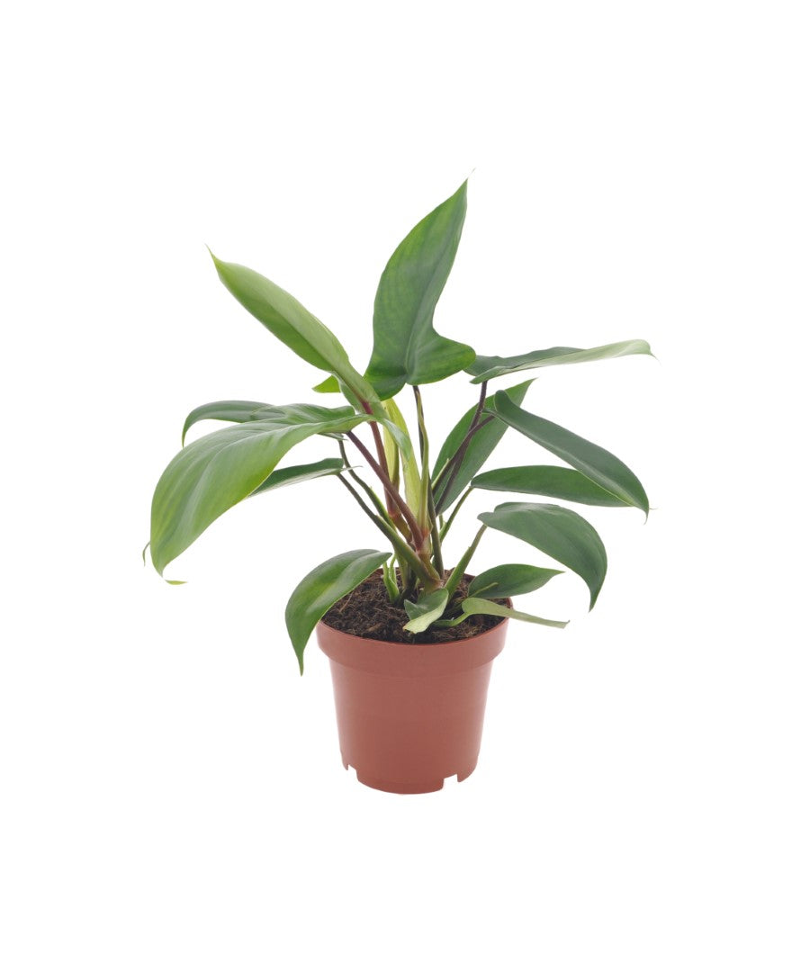 Philodendron Florida Green | 30cm | met pot naar keuze