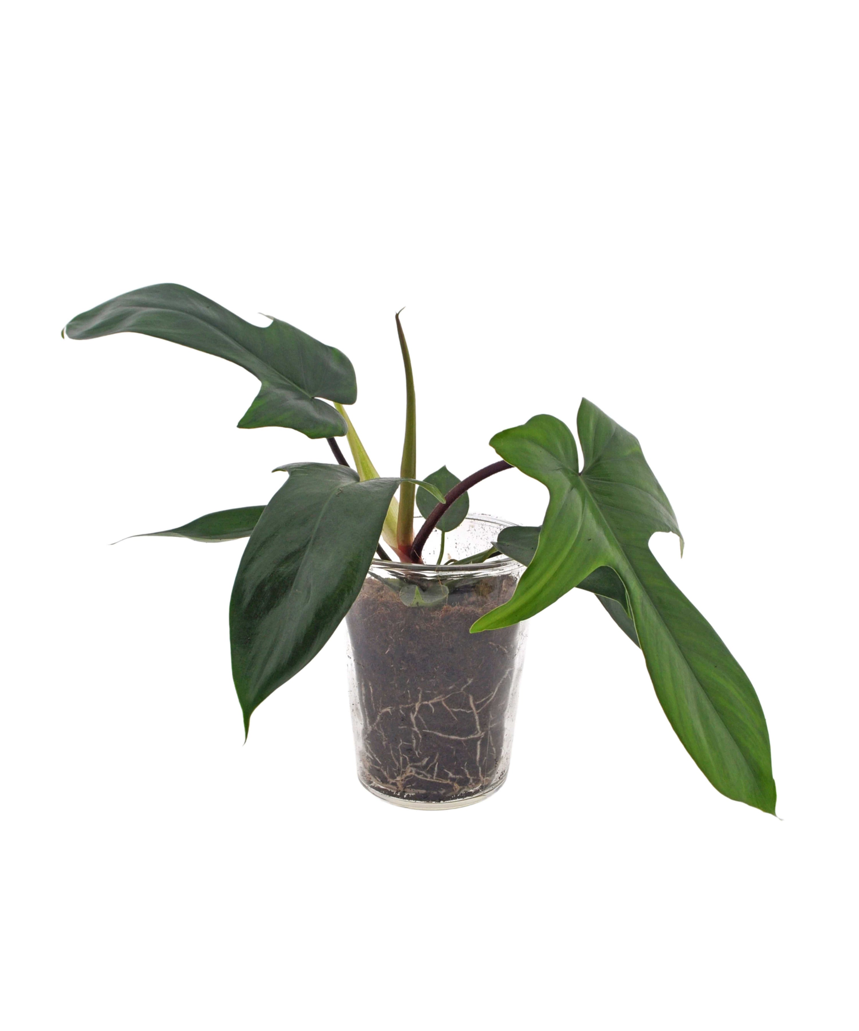 Kamerplant, Philodendron Florida Green, in glazen vaas