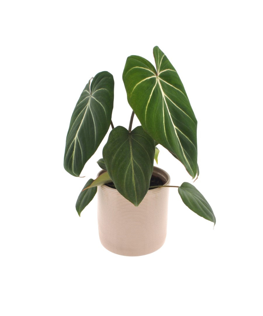 Philodendron Gloriosum | 35cm | met pot naar keuze