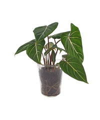 Kamerplant, Philodendron Gloriosum, in glazen pot