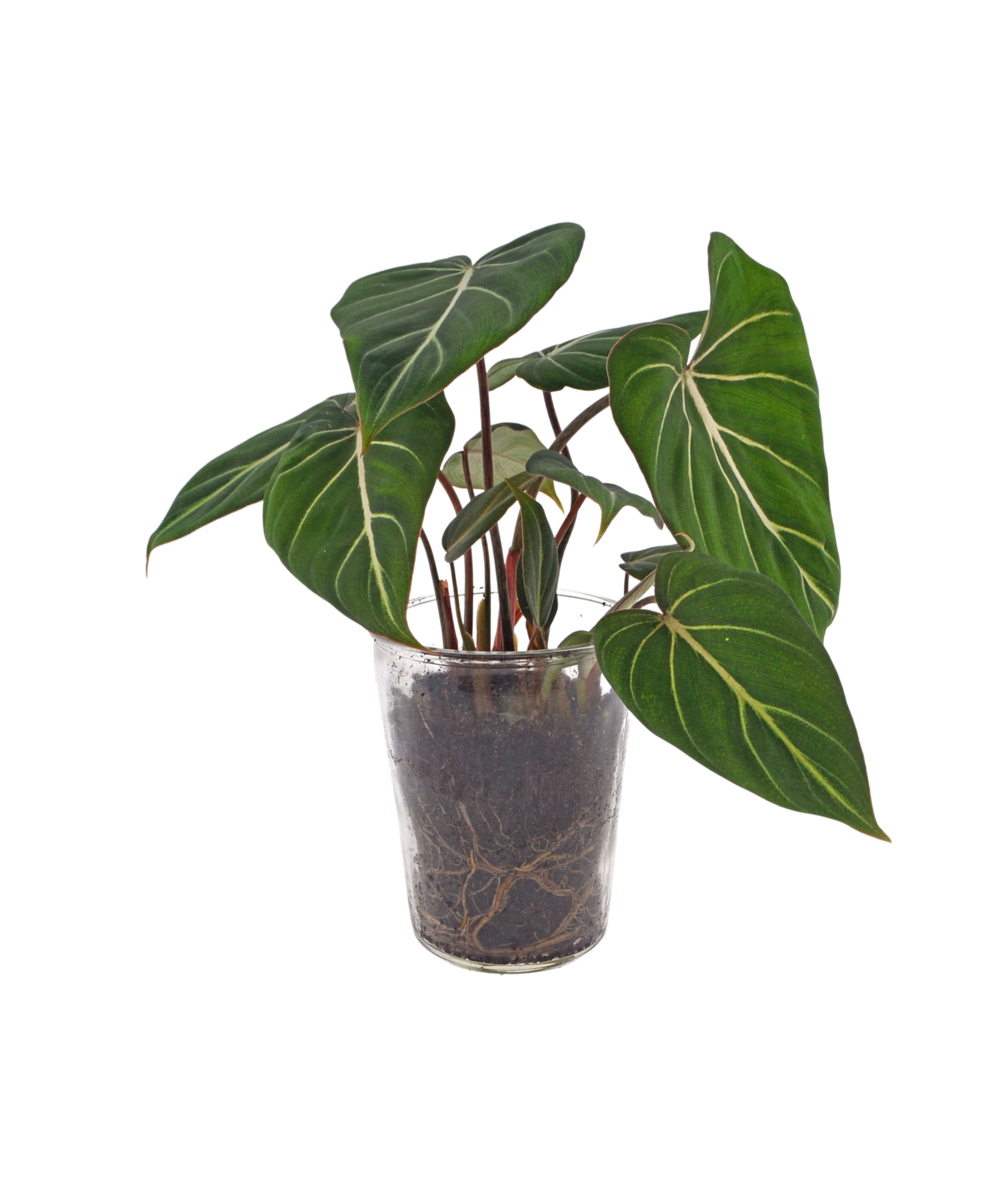 Kamerplant, Philodendron Gloriosum, in glazen pot