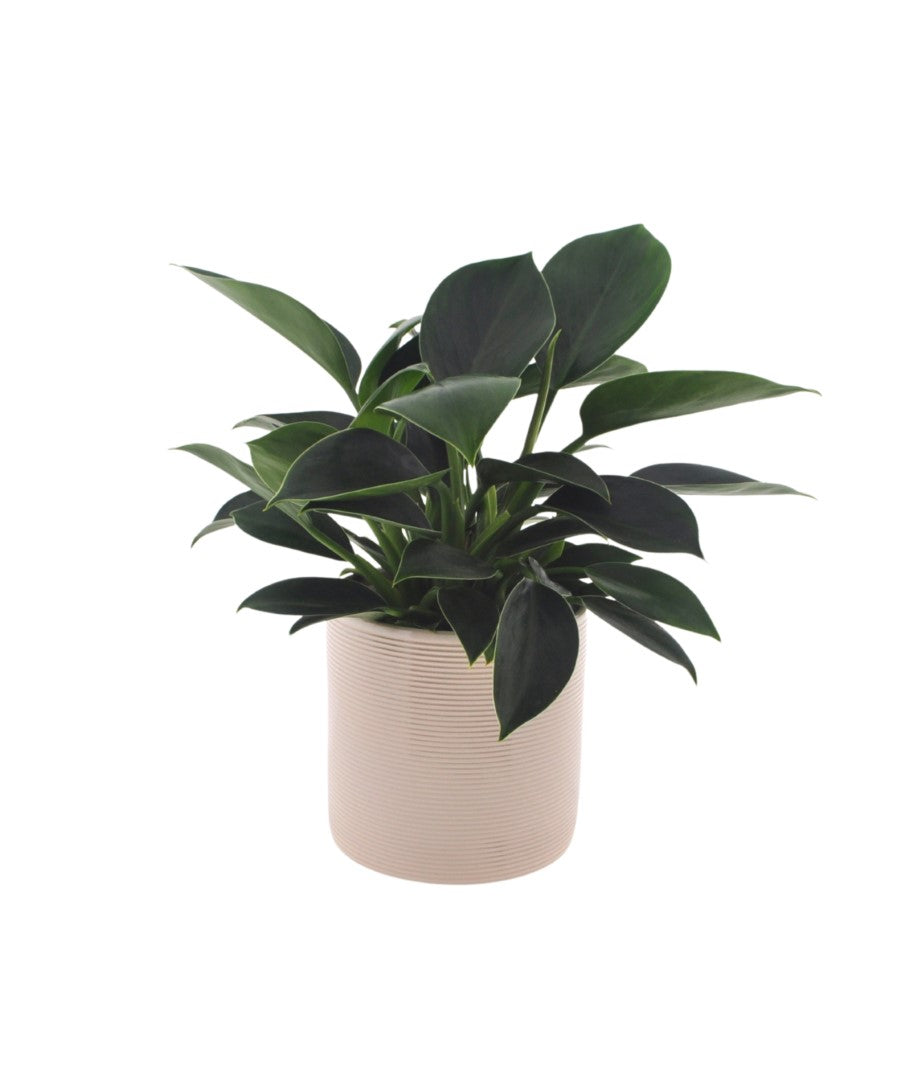 Philodendron Green Princess | 35cm | met pot naar keuze