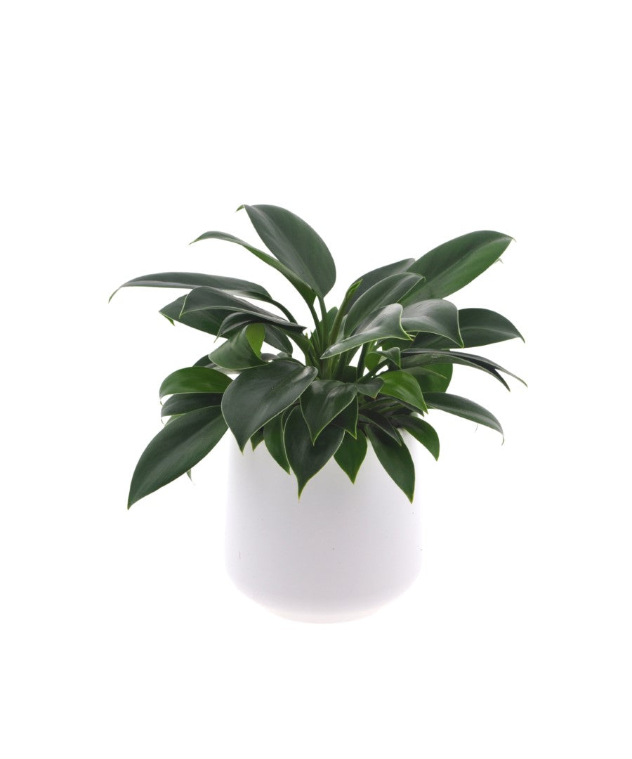 Philodendron Green Princess | 35cm | met pot naar keuze