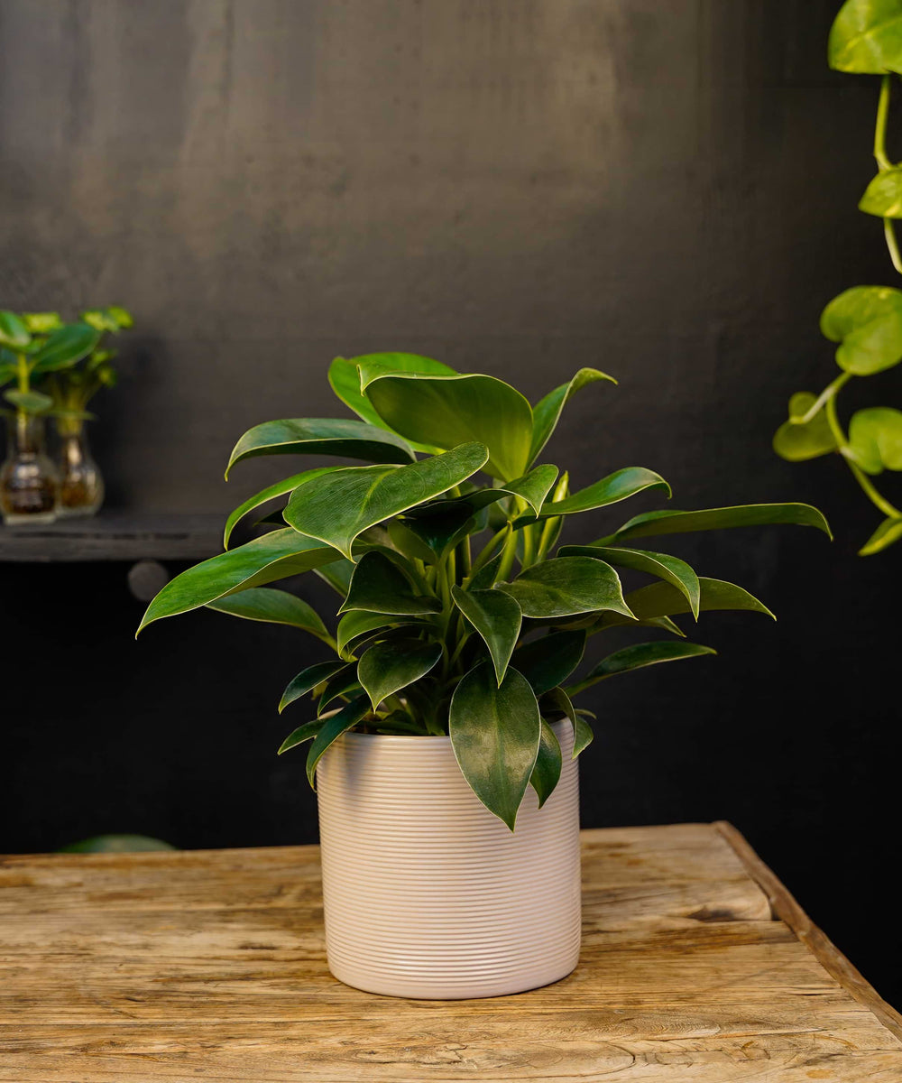 Philodendron Green Princess | 35cm | met pot naar keuze