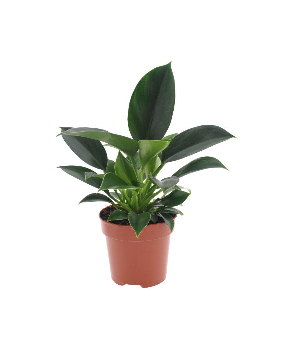 Philodendron Green Princess | 35cm | met pot naar keuze