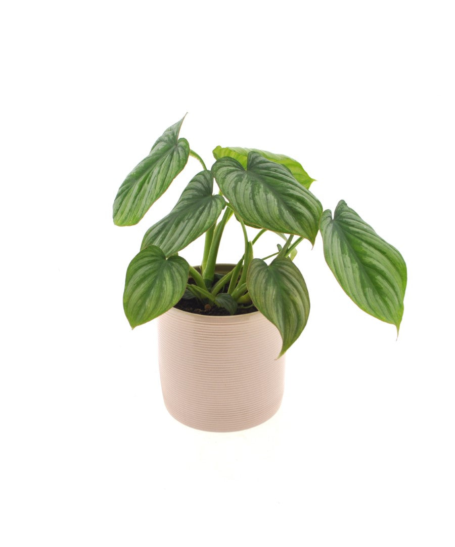 Philodendron Mamei | 35cm | met pot naar keuze