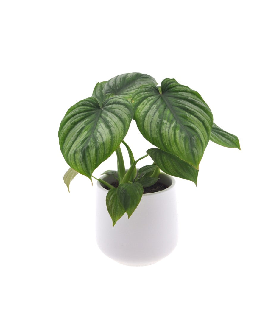 Philodendron Mamei | 35cm | met pot naar keuze