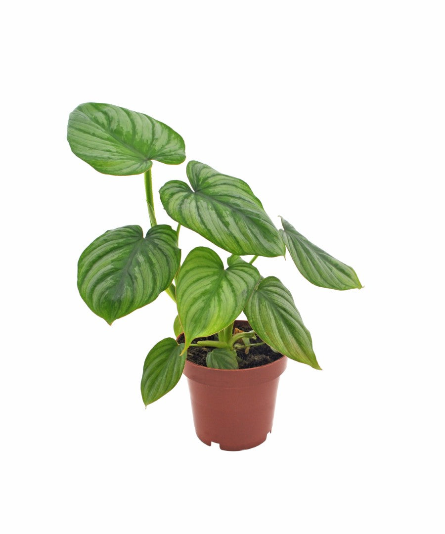 Philodendron Mamei | 35cm | met pot naar keuze