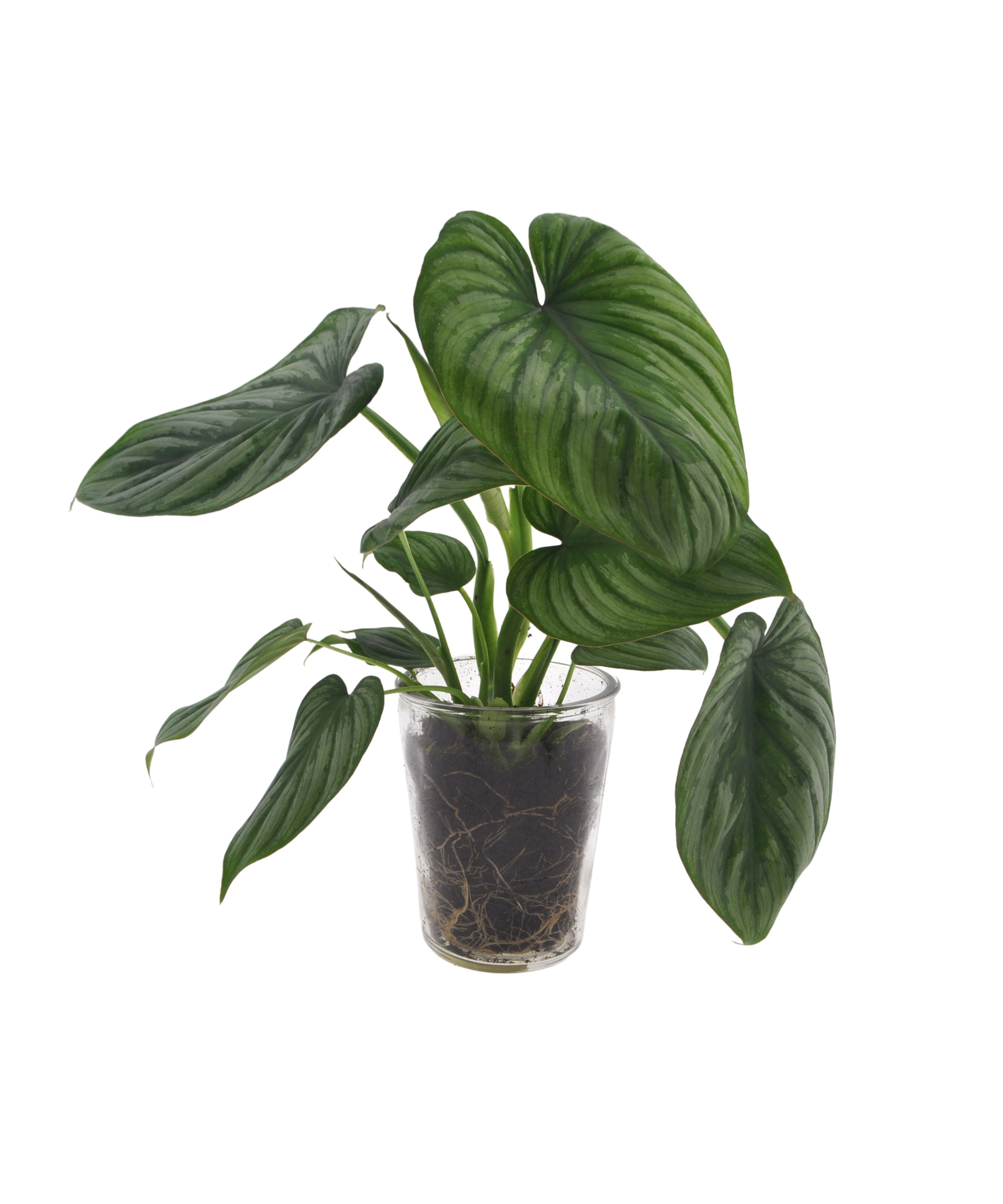 Philodendron Mamei | 35cm | met pot naar keuze