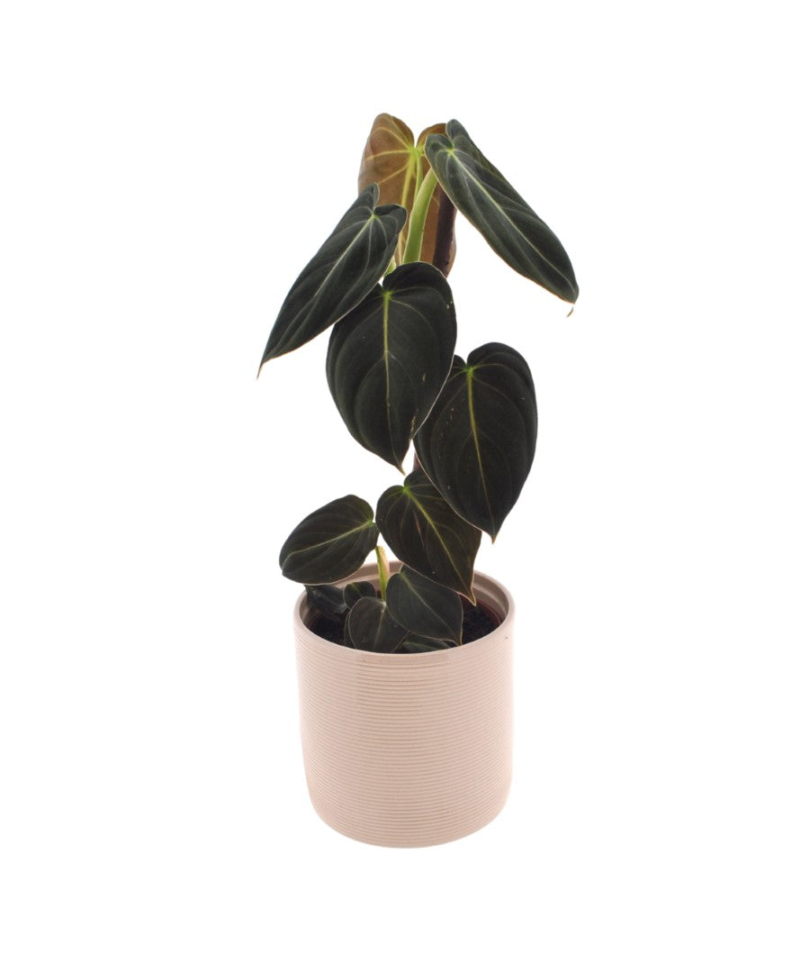 Philodendron Melanochrysum | 35cm | met pot naar keuze