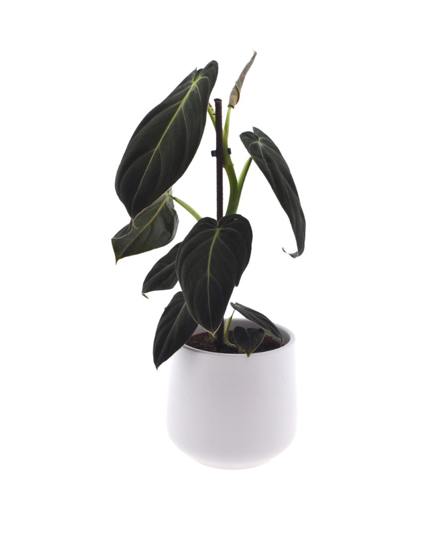 Philodendron Melanochrysum | 35cm | met pot naar keuze