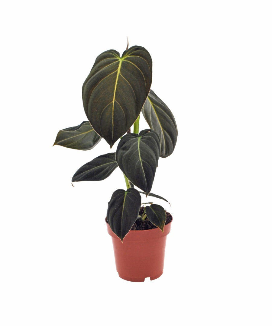 Philodendron Melanochrysum | 35cm | met pot naar keuze