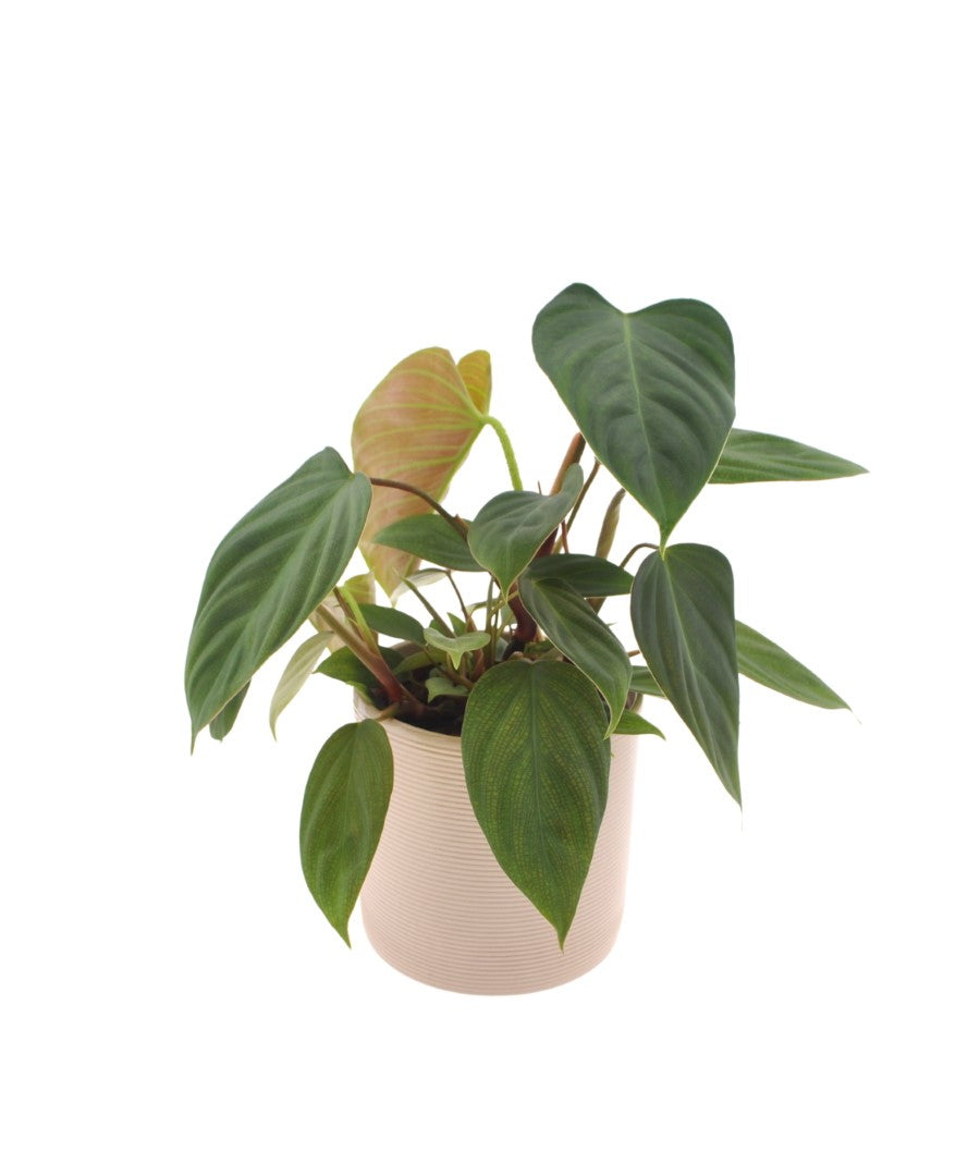 Philodendron Nangaritense | 35cm | met pot naar keuze