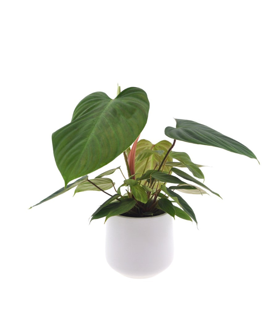 Philodendron Nangaritense | 35cm | met pot naar keuze