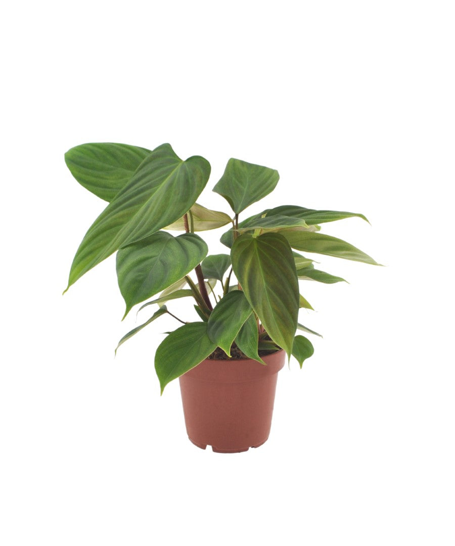 Philodendron Nangaritense | 35cm | met pot naar keuze