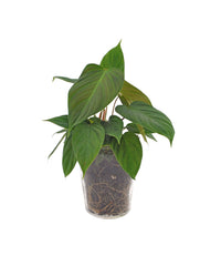 Kamerplant, Philodendron, in glazen vaas