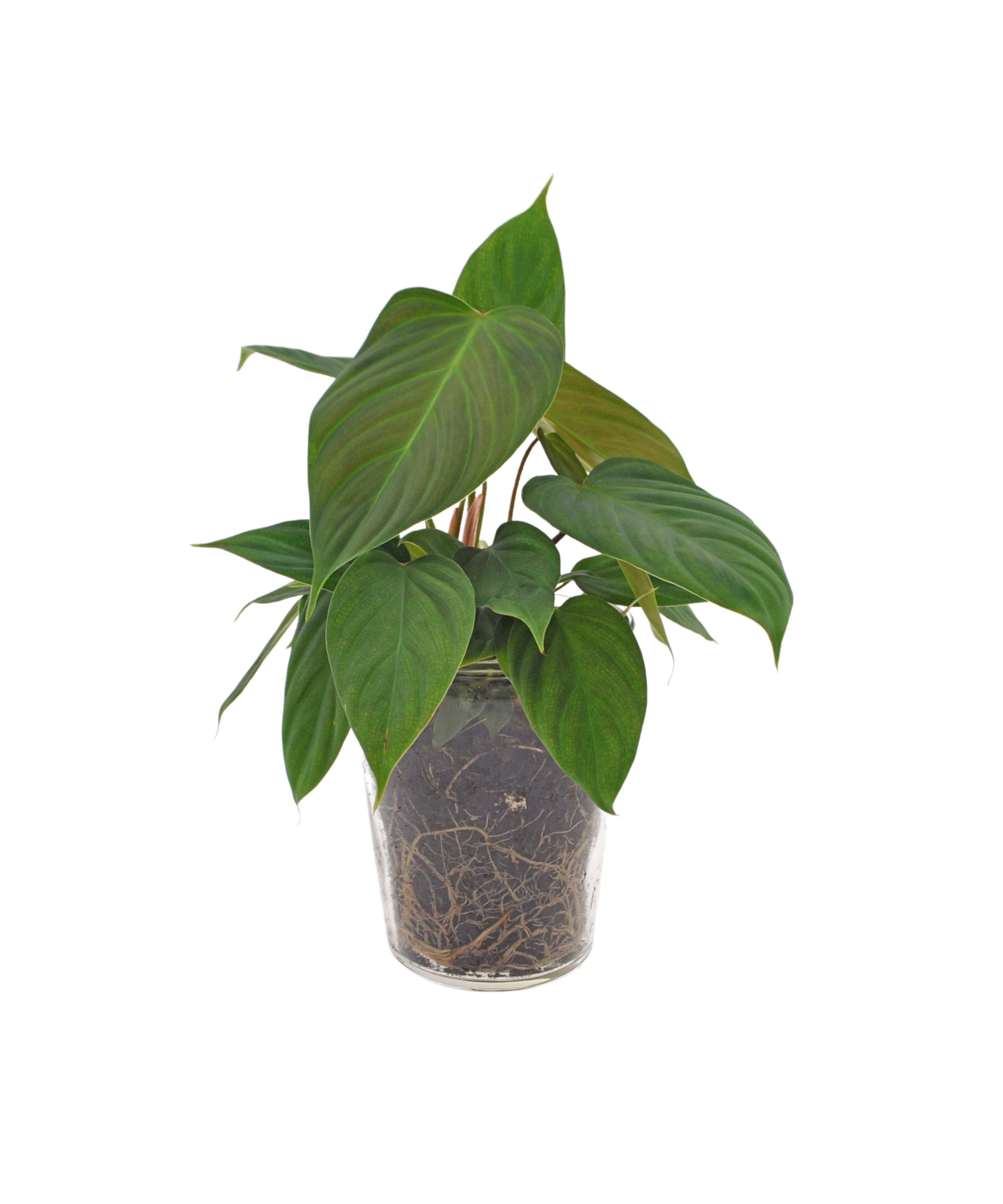 Kamerplant, Philodendron, in glazen vaas