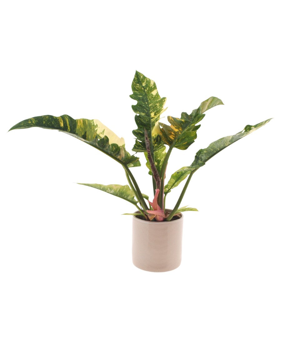 Philodendron Ring of Fire | 30cm | met pot naar keuze