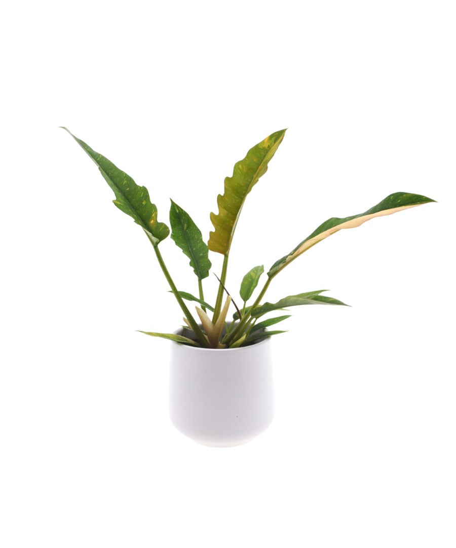 Philodendron Ring of Fire | 30cm | met pot naar keuze