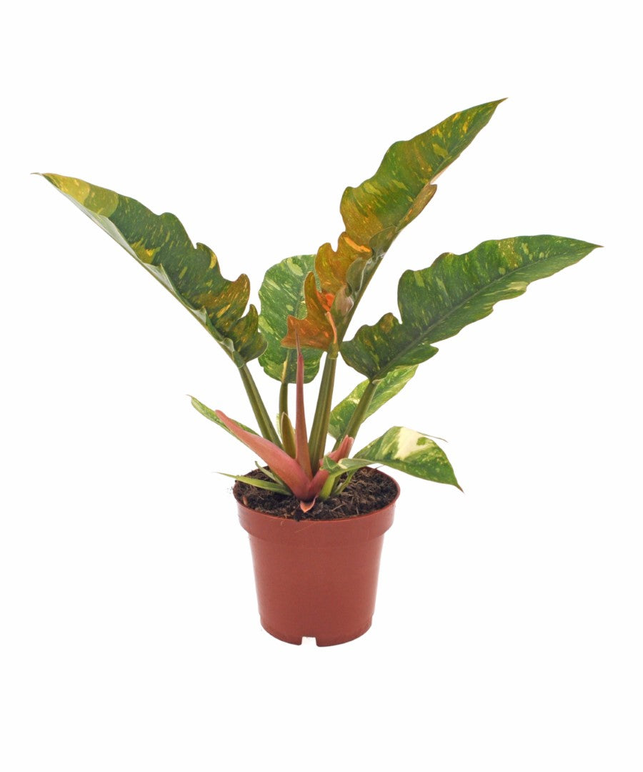 Philodendron Ring of Fire | 30cm | met pot naar keuze