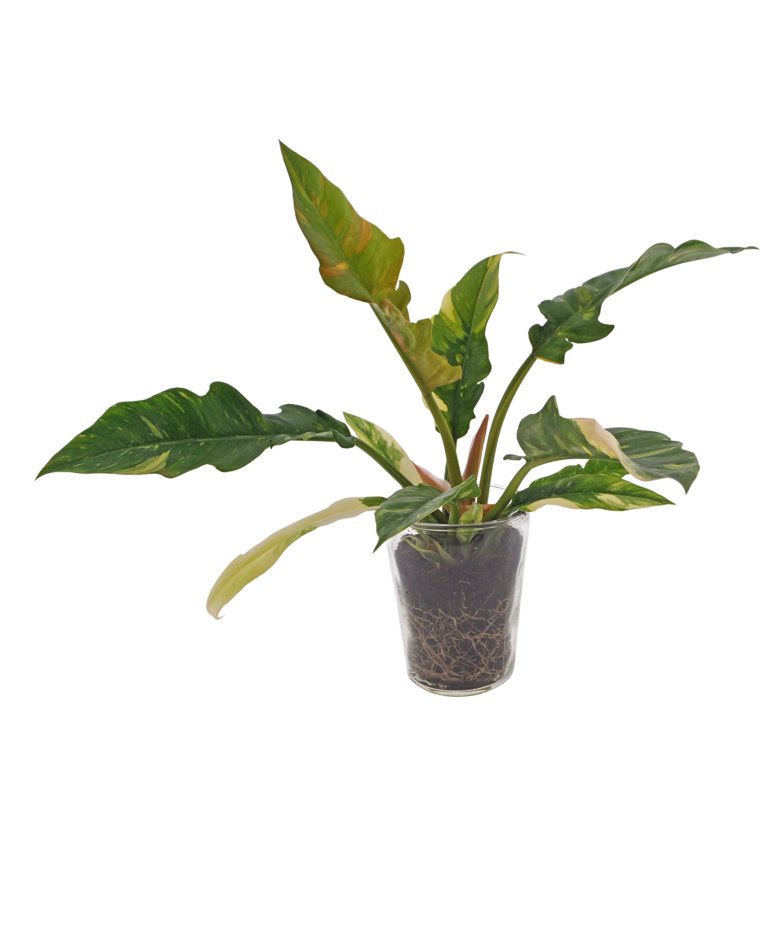 Kamerplant, Philodendron, in glazen vaas