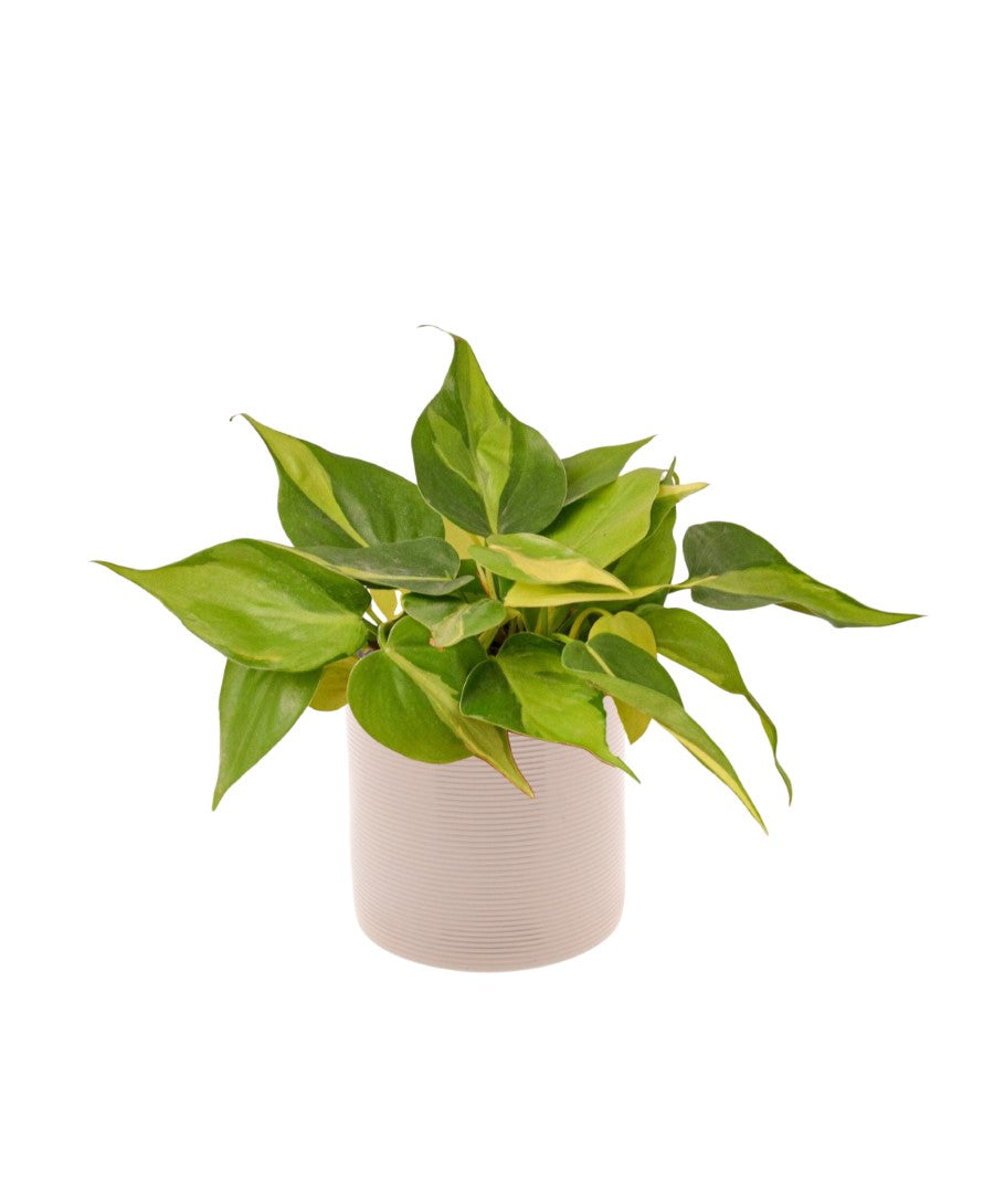 Philodendron Brasil | 25cm | hangplant | met pot naar keuze