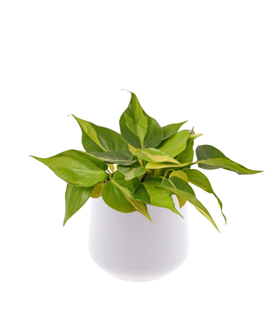 Epipremnum Scandens | 25cm | hangplant | met pot naar keuze