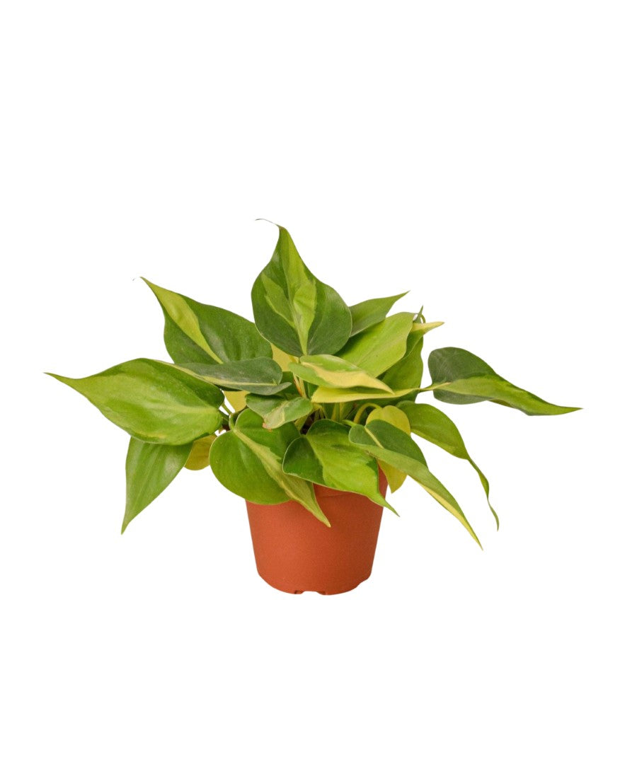 Epipremnum Scandens | 25cm | hangplant | met pot naar keuze