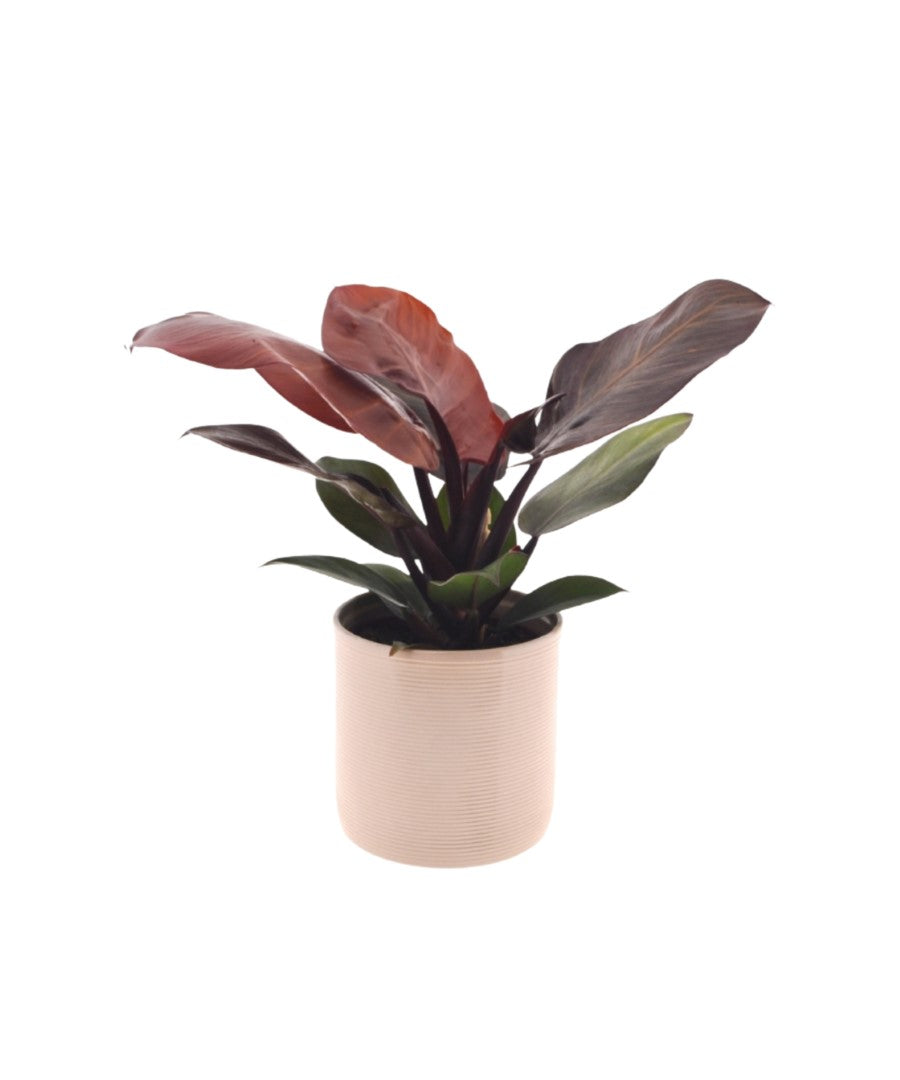 Philodendron Sunlight | 30cm | met pot naar keuze