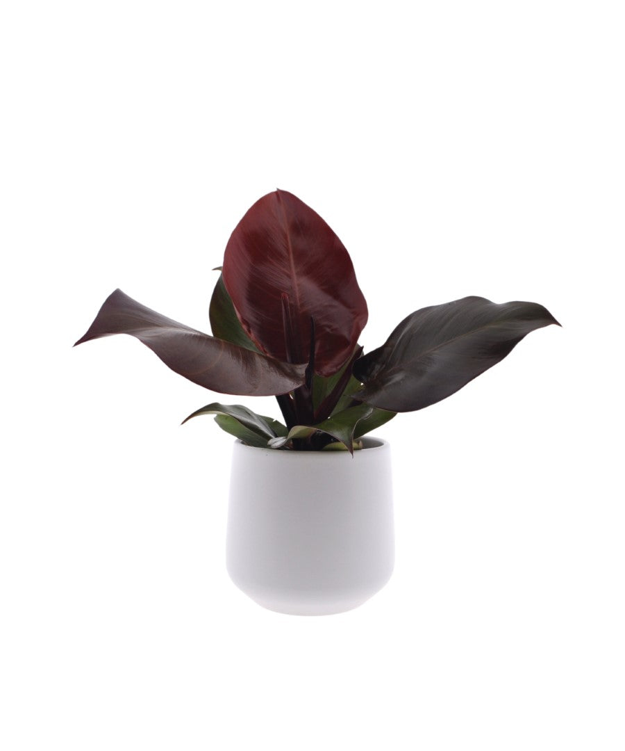 Philodendron Sunlight | 30cm | met pot naar keuze