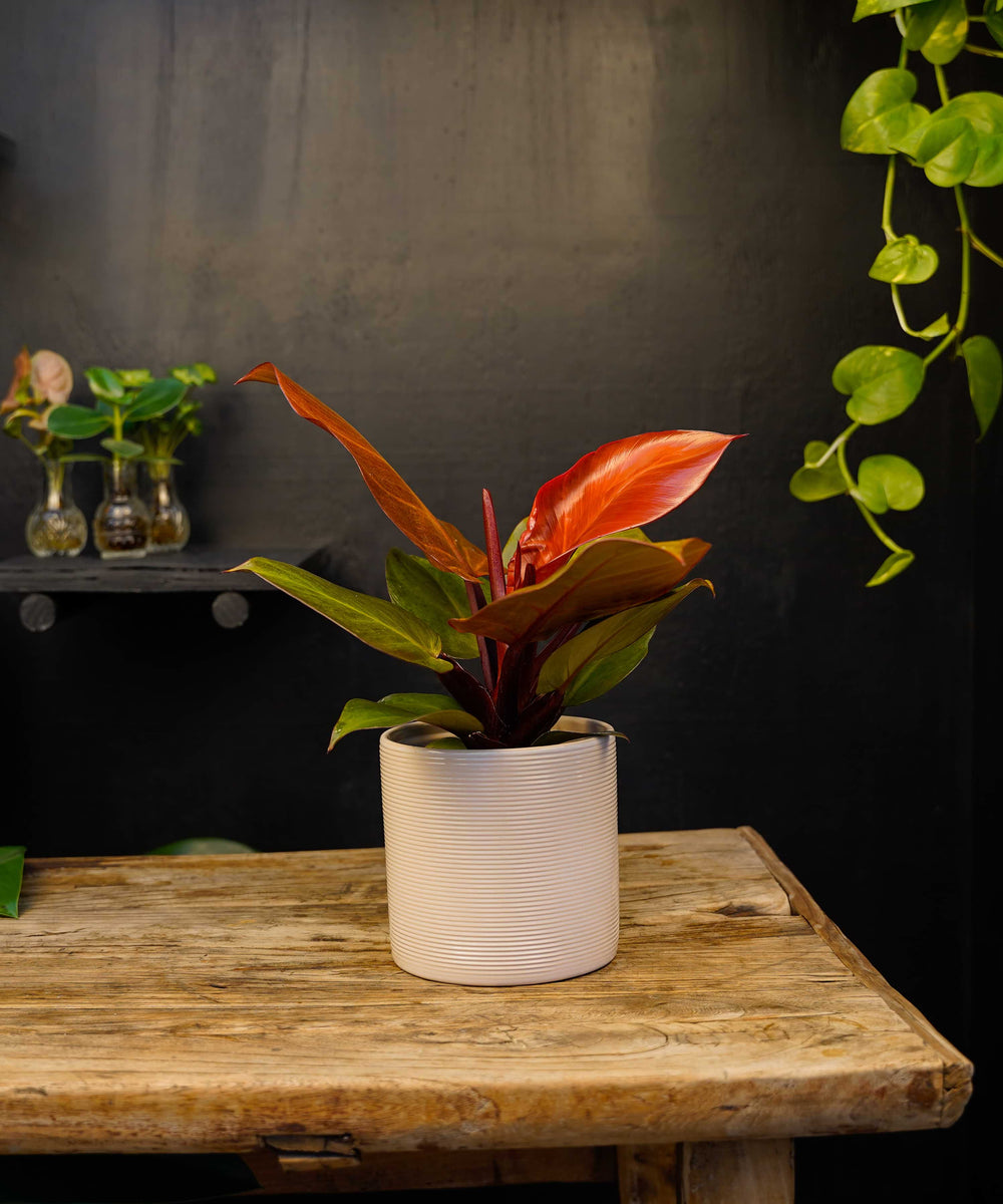 Philodendron Sunlight | 30cm | met pot naar keuze