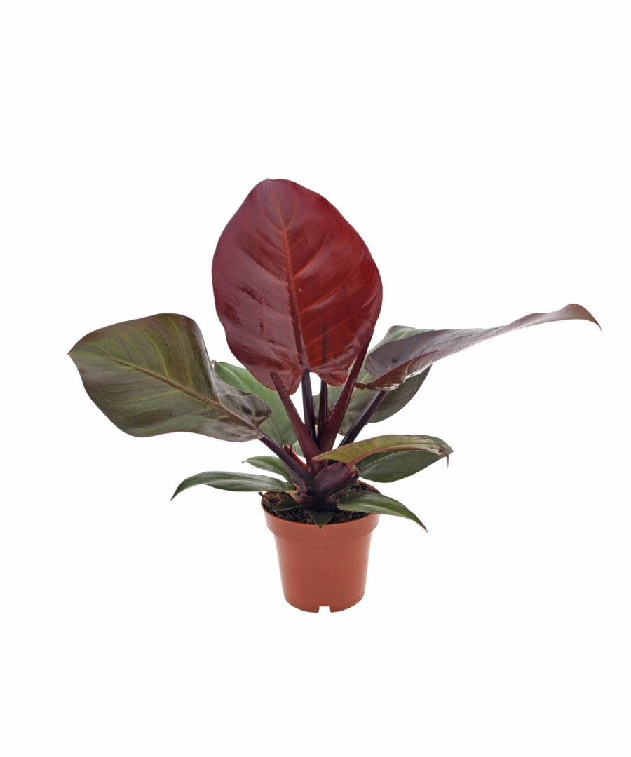 Philodendron Sunlight | 30cm | met pot naar keuze