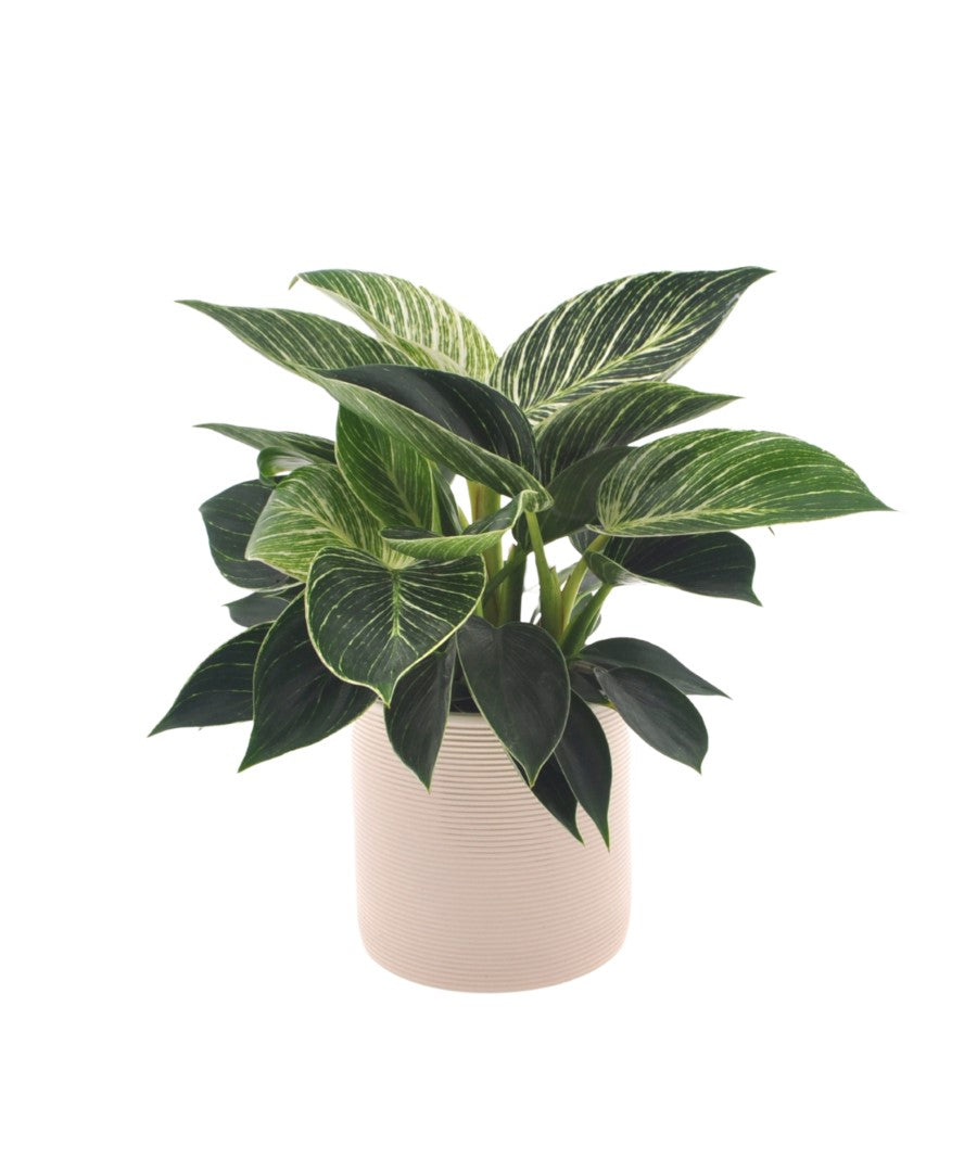 Philodendron White Wave | 30cm | met pot naar keuze