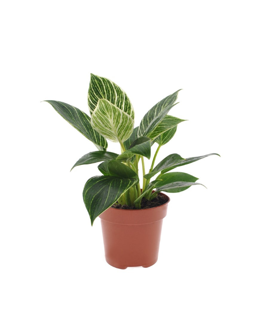 Philodendron White Wave | 30cm | met pot naar keuze