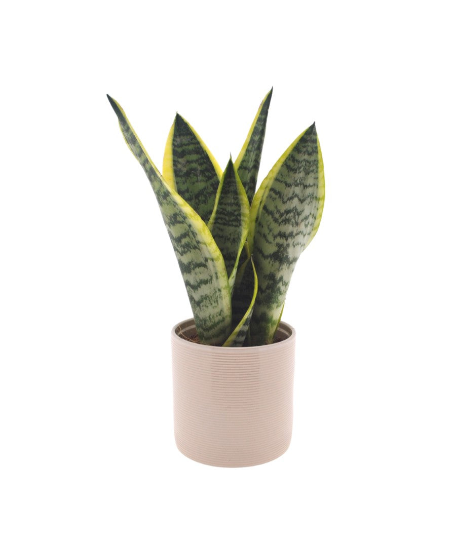 Sansevieria | 35cm | met pot naar keuze