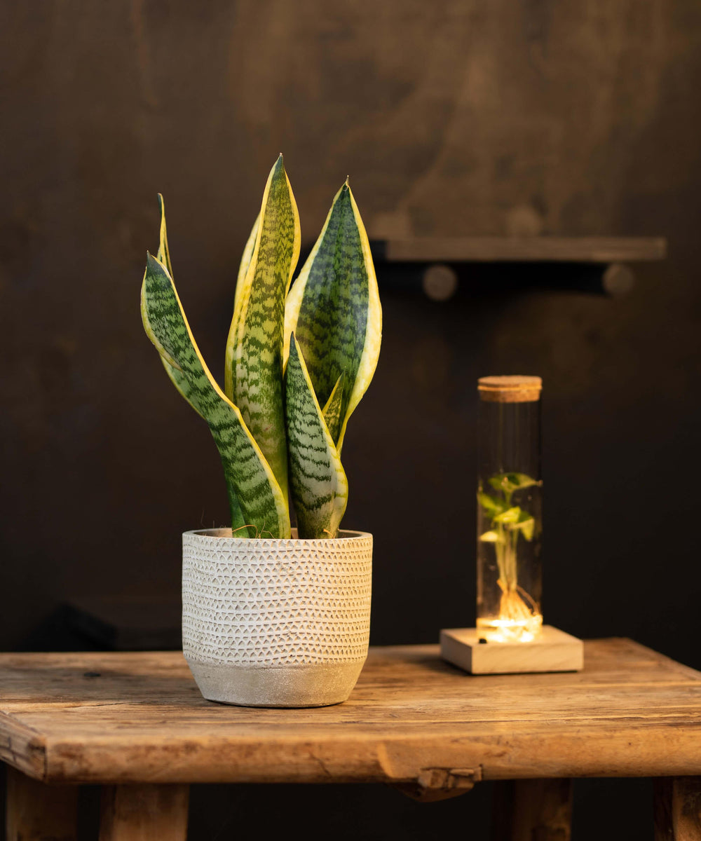 Sansevieria