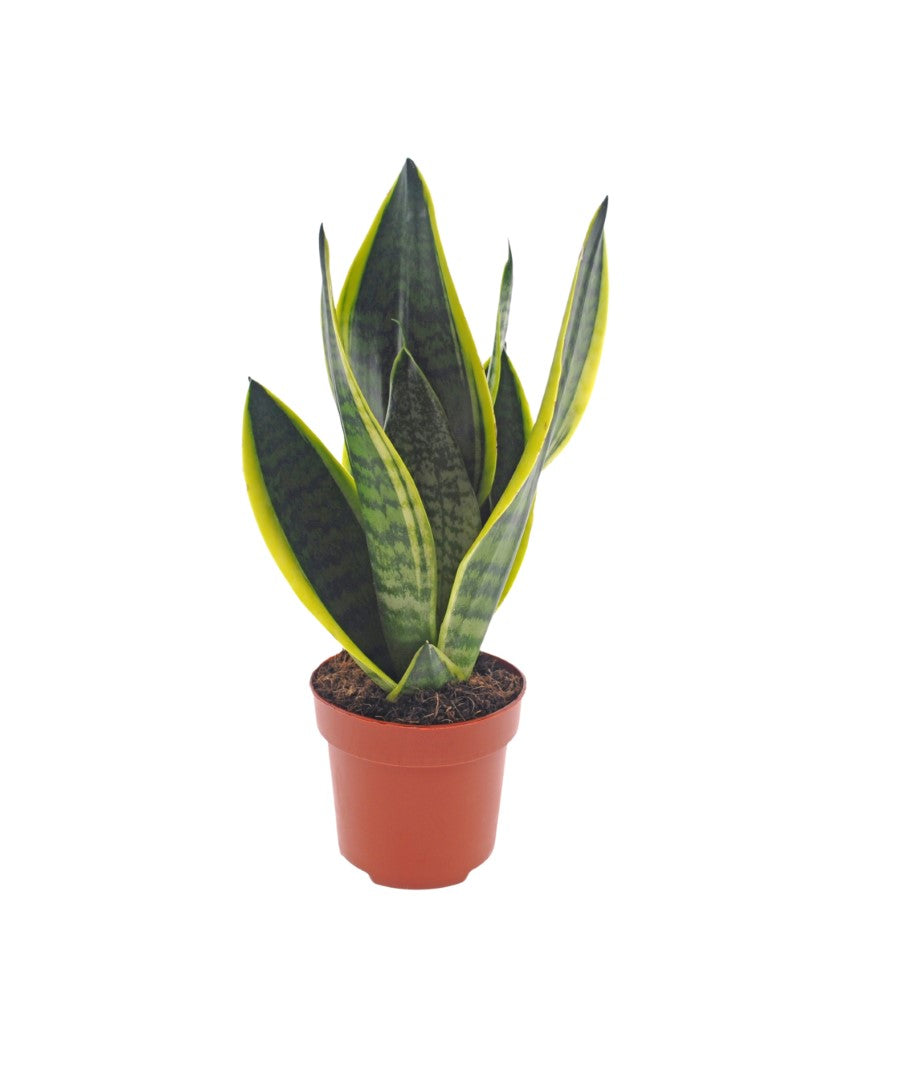 Sansevieria | 35cm | met pot naar keuze