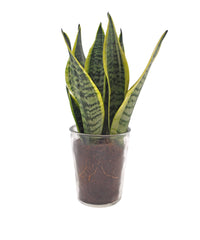 Kamerplant, Sansevieria, in glazen pot