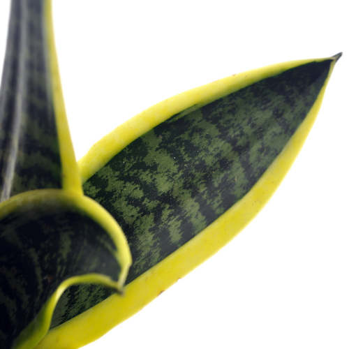 Sansevieria Blad