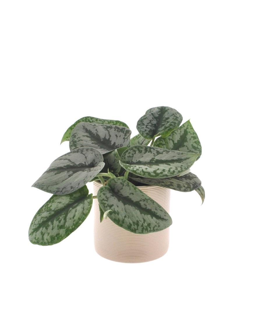 Epipremnum Pictus | 25cm | Hangplant | met pot naar keuze