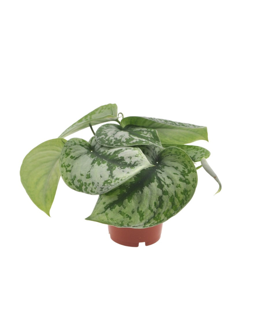 Epipremnum Pictus | 25cm | Hangplant | met pot naar keuze