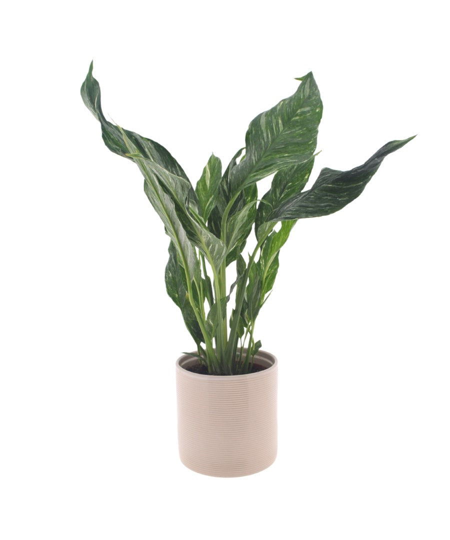 Spathiphyllum Diamond | Lepelplant 40cm | met pot naar keuze