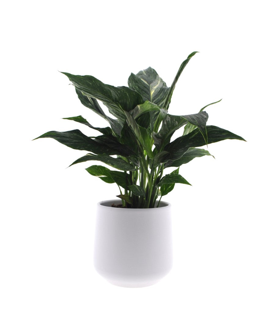 Spathiphyllum Diamond | Lepelplant 40cm | met pot naar keuze