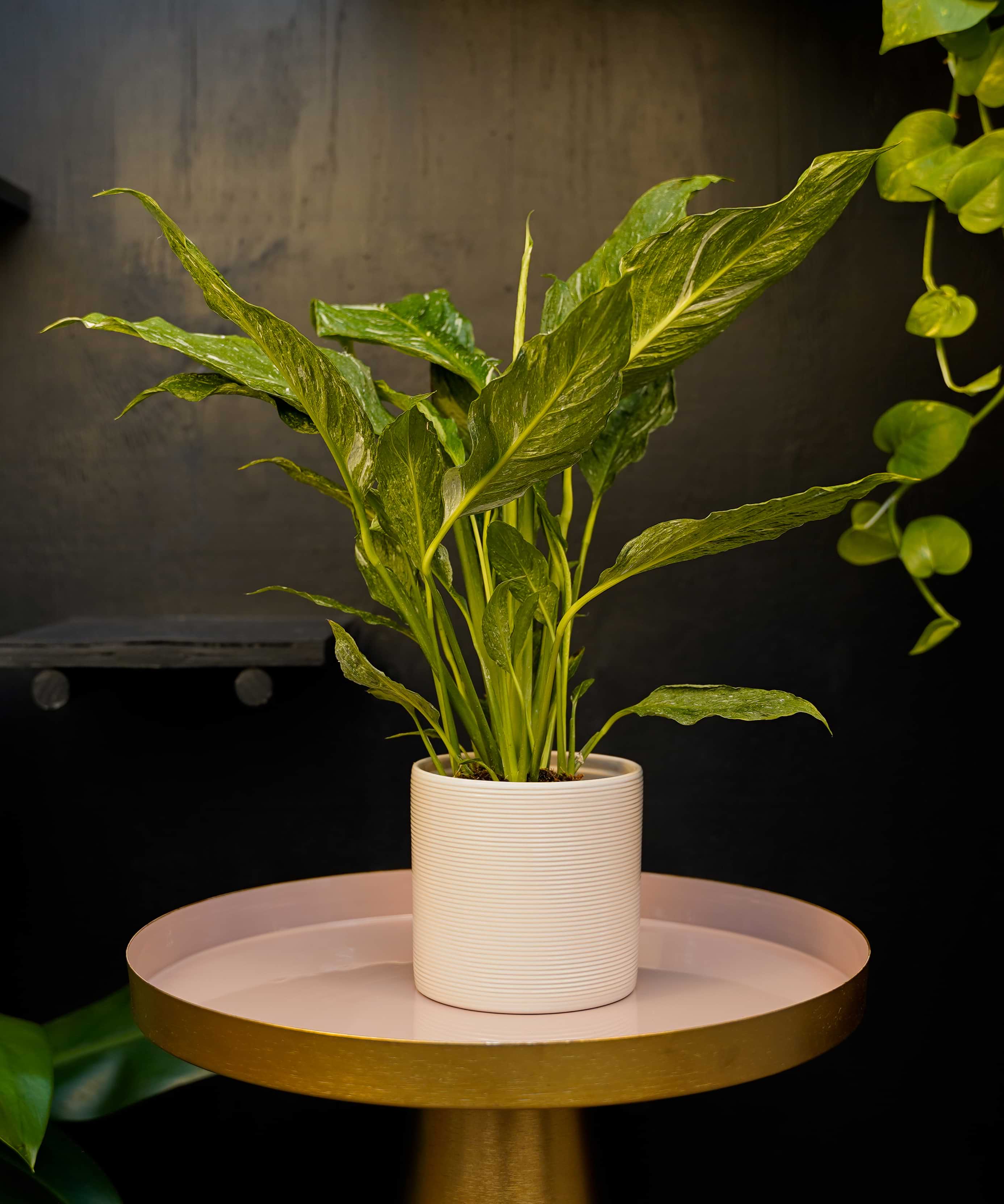 Spathiphyllum Diamond | Lepelplant 40cm | met pot naar keuze