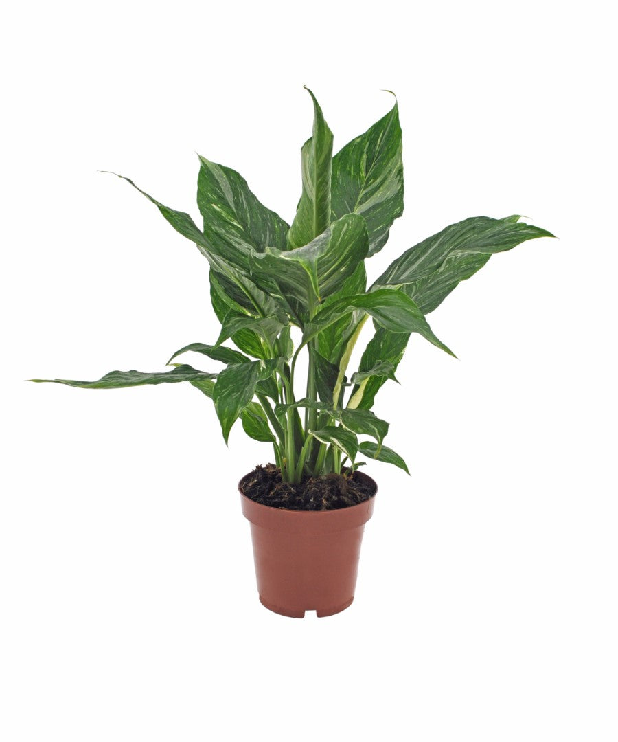 Spathiphyllum Diamond | Lepelplant 40cm | met pot naar keuze