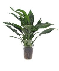 Kamerplant, Spathiphyllum Diamond, in glazen vaas