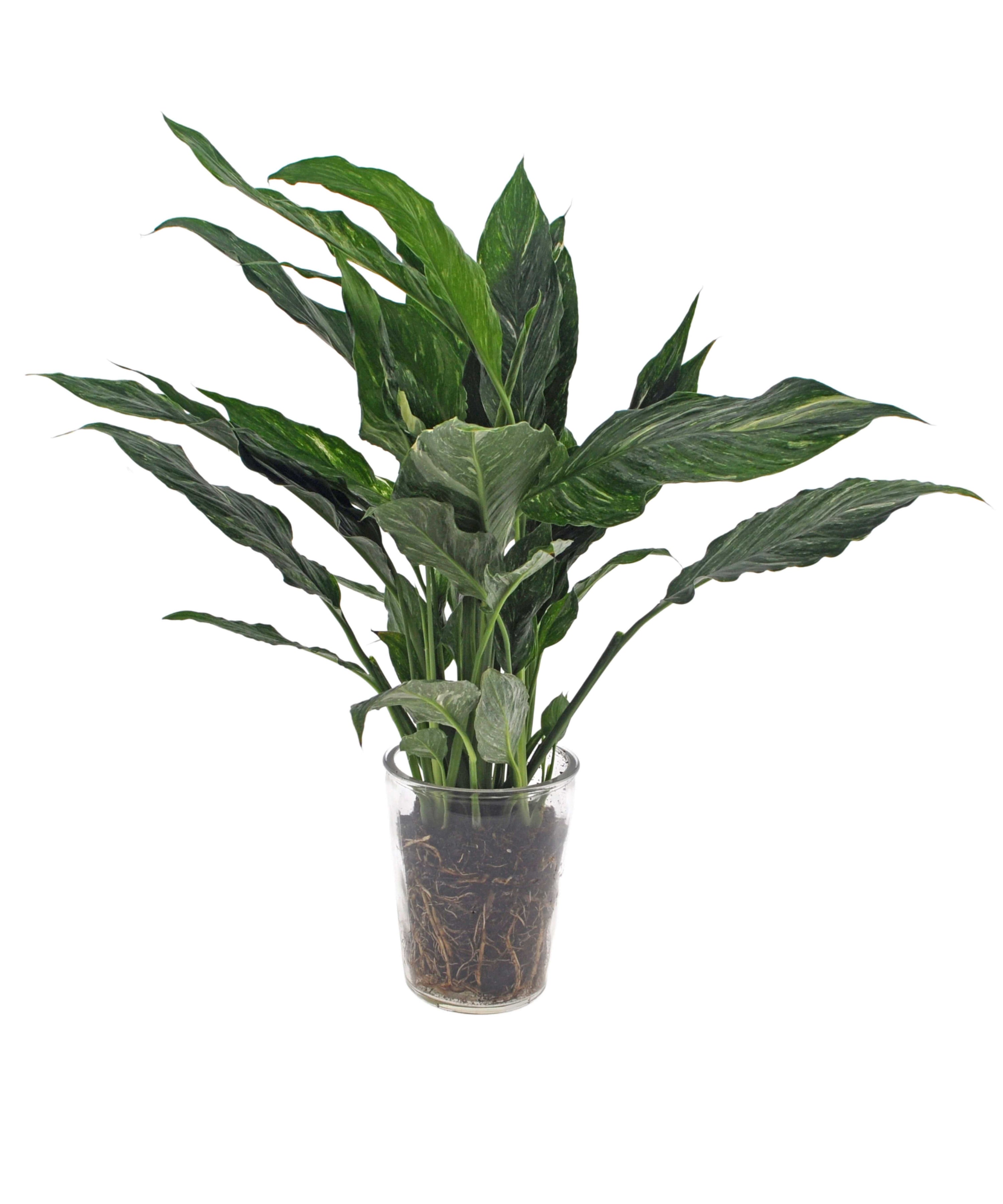 Kamerplant, Spathiphyllum Diamond, in glazen vaas