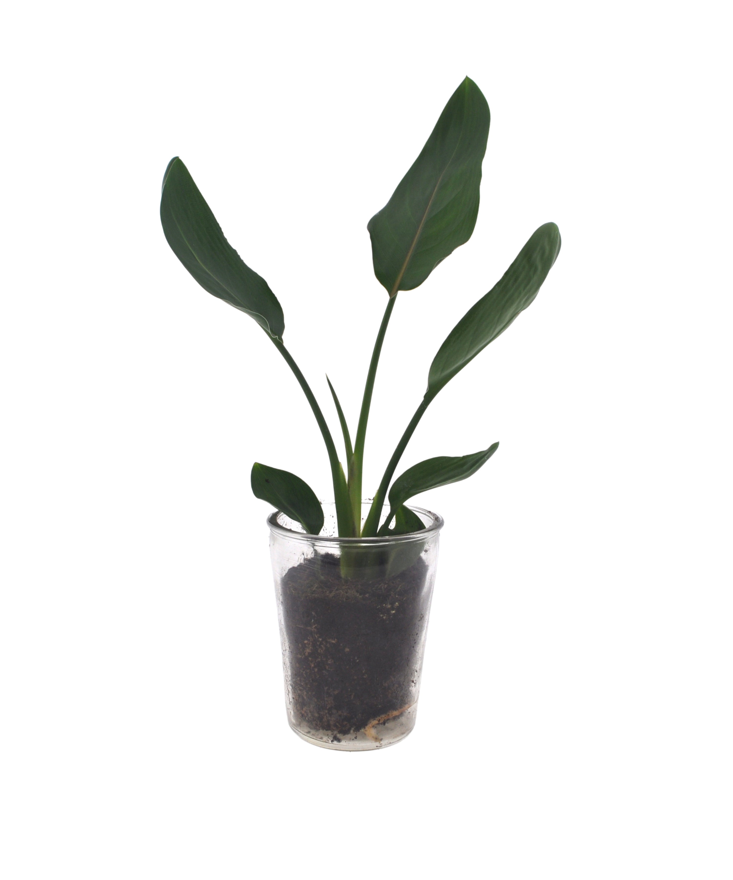 Strelitzia | Paradijsvogelplant | 35cm | met pot naar keuze