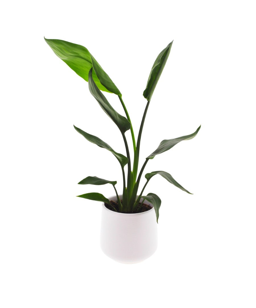 Strelitzia | Paradijsvogelplant | 35cm | met pot naar keuze